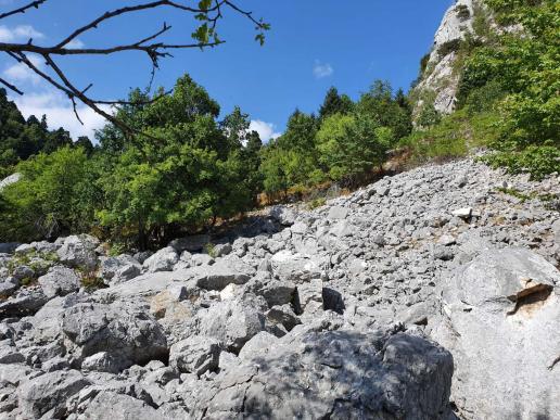 O. herzegowinensis & E. allaeni Habitat, Geröllhalde/Hang aus Kalkstein/Karst mit geringem Eichenbewuchs in Kalambaka, Griechenland. 1.100m Höhe